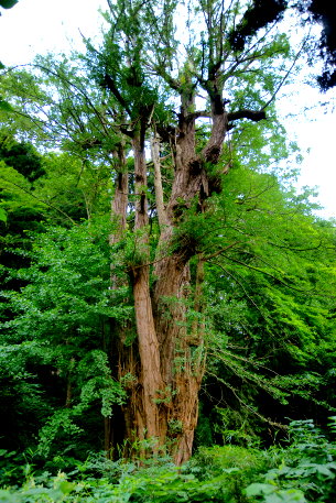 斗賀神社のイチョウ