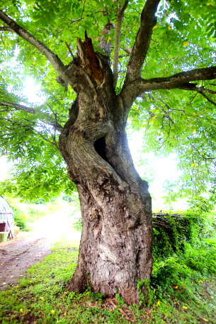 法光寺のオニグルミ