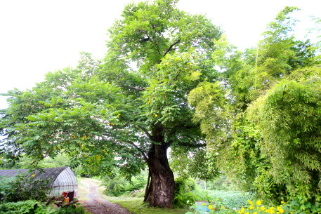 法光寺のオニグルミ