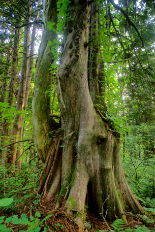 恐山のヒバ