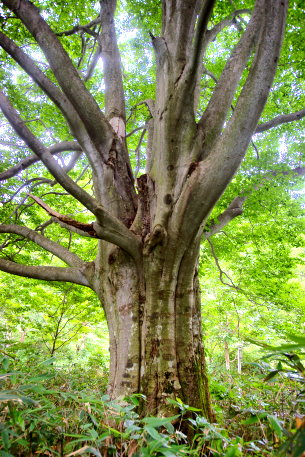 恐山の千手観音ブナ