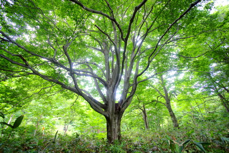 恐山の千手観音ブナ
