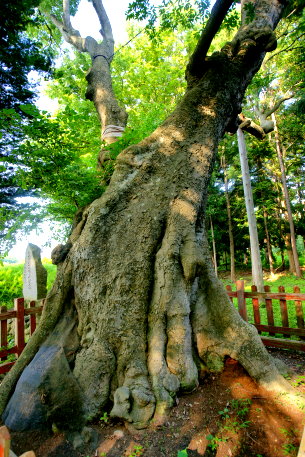 川部熊野宮のエゾエノキ
