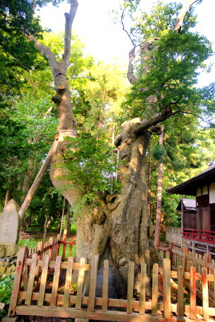 川部熊野宮のエゾエノキ
