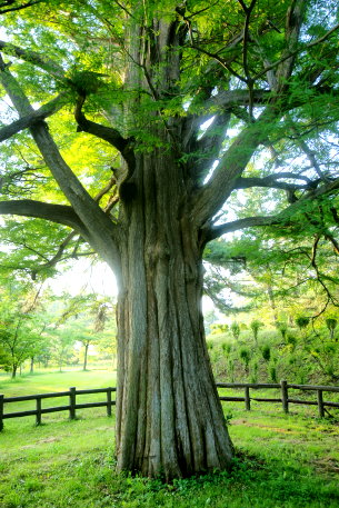 菊ケ丘運動公園のヌマスギ