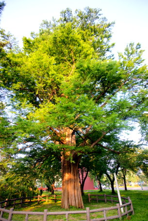 菊ケ丘運動公園のヌマスギ