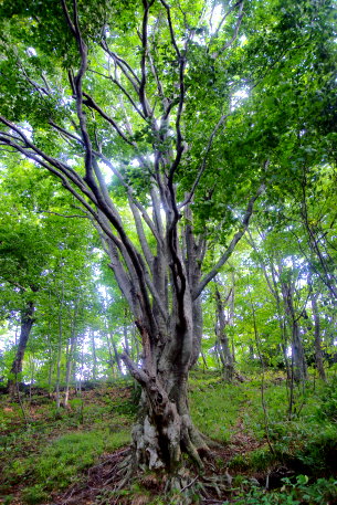 白神岳の山の神