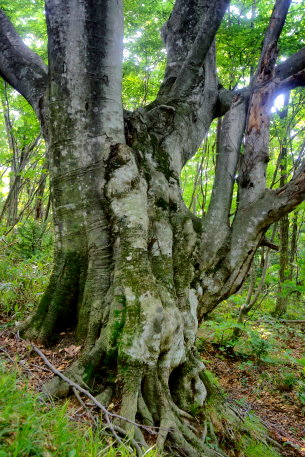 白神岳の山の神