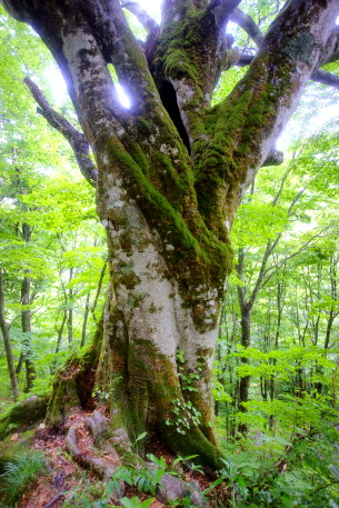 くろくまのブナ