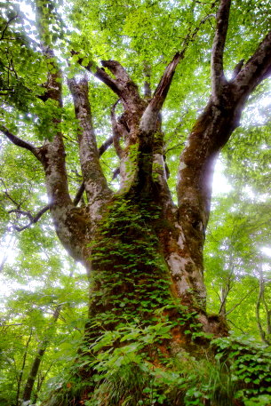 くろくまのブナ