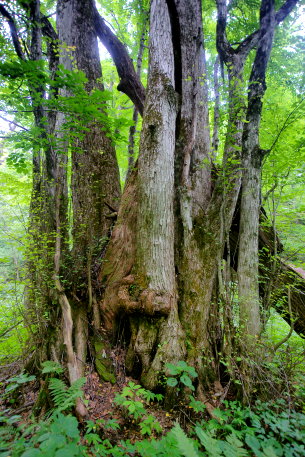 追良瀬大橋のカツラ
