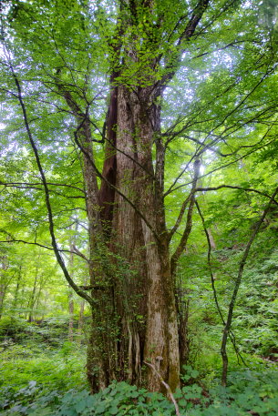 追良瀬大橋のカツラ