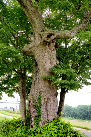 善光寺平のシナノキ