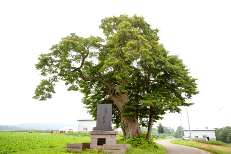 善光寺平のシナノキ