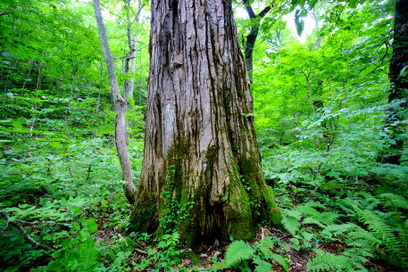仙人橋のドロヤナギ