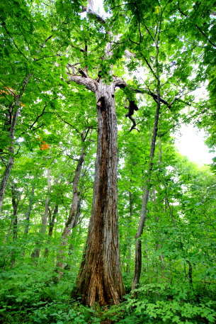 仙人橋のドロヤナギ