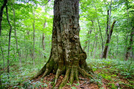 蔦山一のブナ