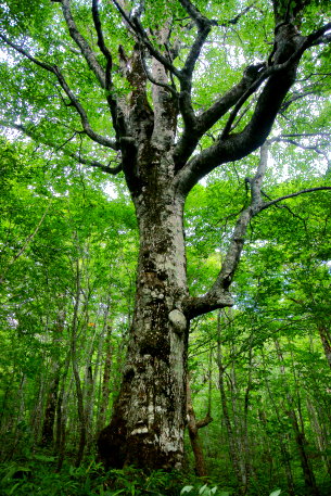 蔦山一のブナ