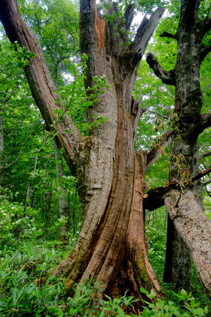 赤沼の竜巻のミズナラ