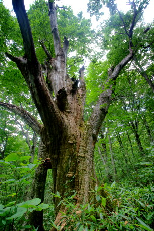 赤沼の竜巻のミズナラ
