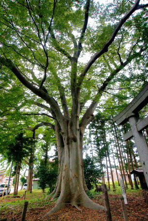 六所神社のケヤキ