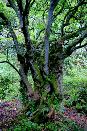 曹源寺のヒサカキ（北株）
