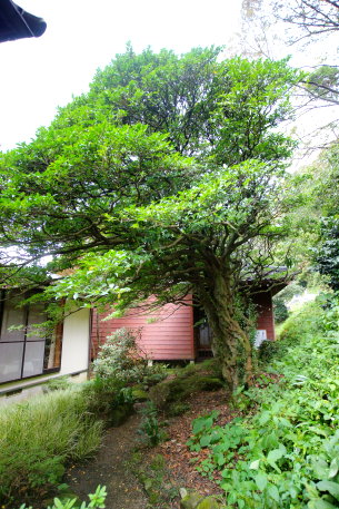 曹源寺のヒサカキ（南株）