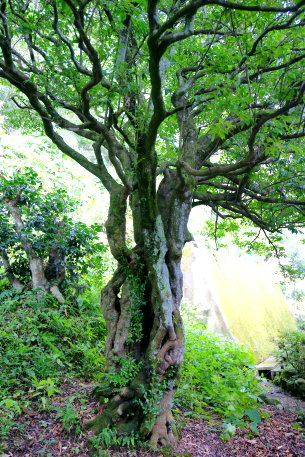 曹源寺のヒサカキ（南株）