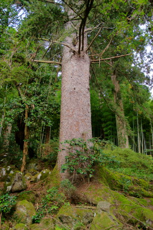 永泉寺のトラノオモミ