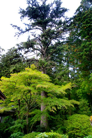 永泉寺のトラノオモミ