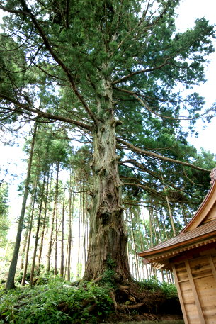 大塚神社のスギ