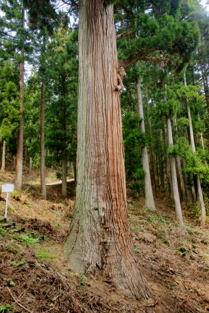 羽黒神社の大杉