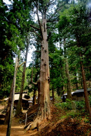 浅立諏訪神社の大杉