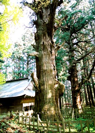 巌鬼山神社の大杉 (北株)