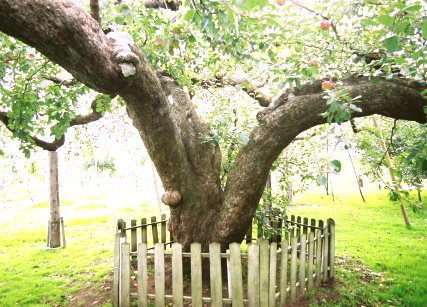 日本最古のりんごの木