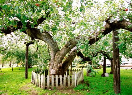 日本最古のりんごの木