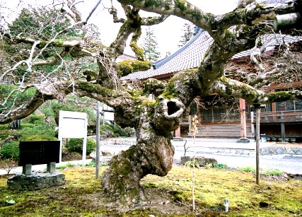慈光寺の傘楓