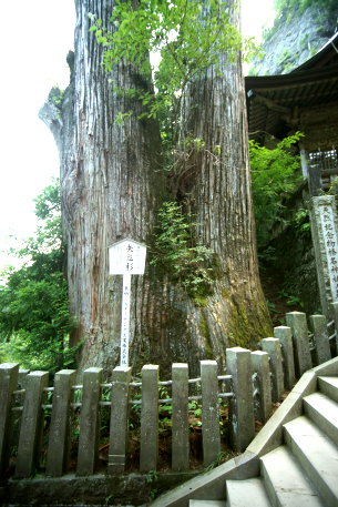榛名神社の矢立杉