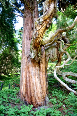 鳴尾熊野神社の大杉