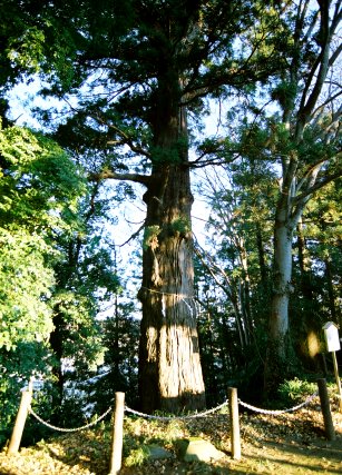 宮崎神社の大杉