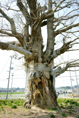 毘沙門のイチョウ