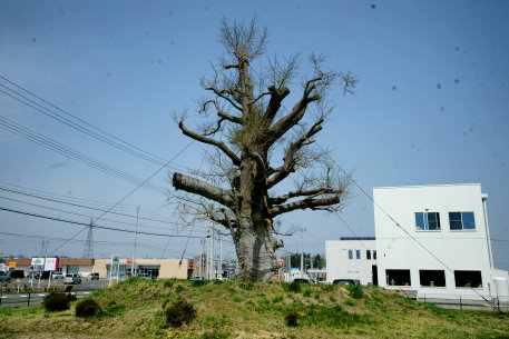 毘沙門のイチョウ