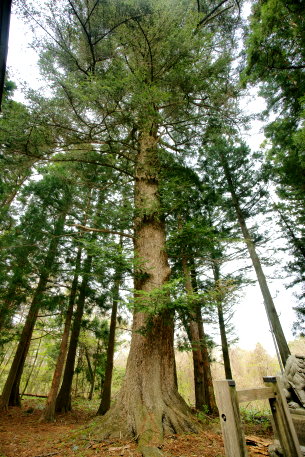 舘神社のモミ