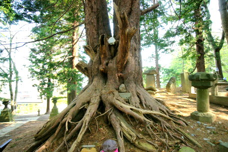 南宗寺のイチイ