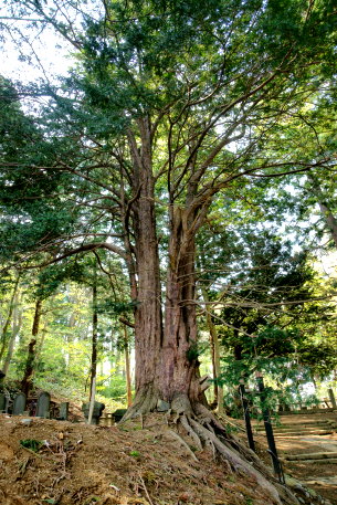 南宗寺のイチイ