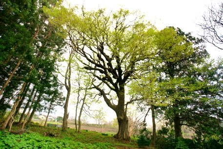 柳沢家のアサダ