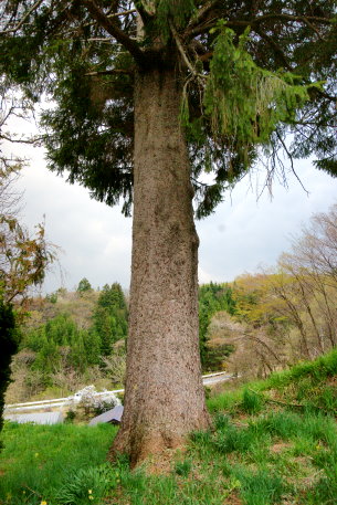 籠田のドイツトウヒ