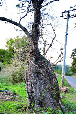 土橋のオニグルミ　No1