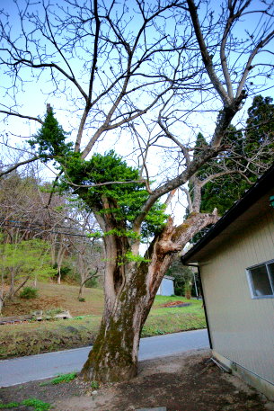 土橋のオニグルミ　No2