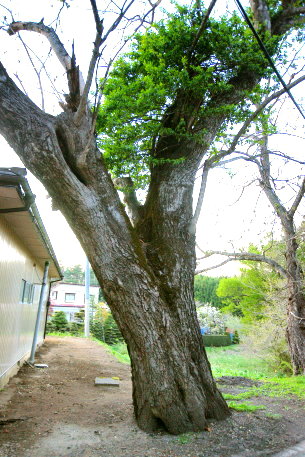 土橋のオニグルミ　No2